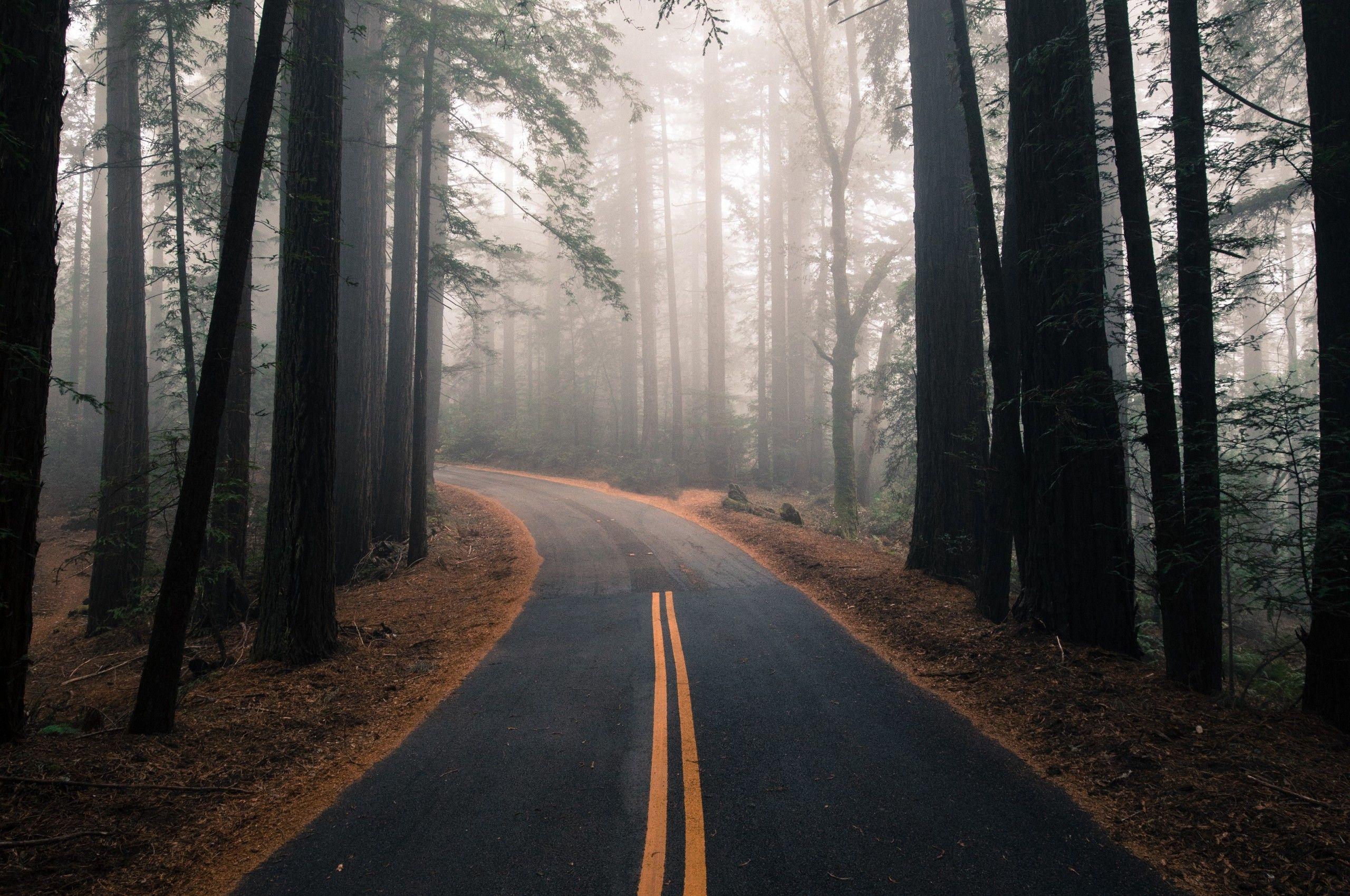 4K Forest Road Hd Photography Wallpapers