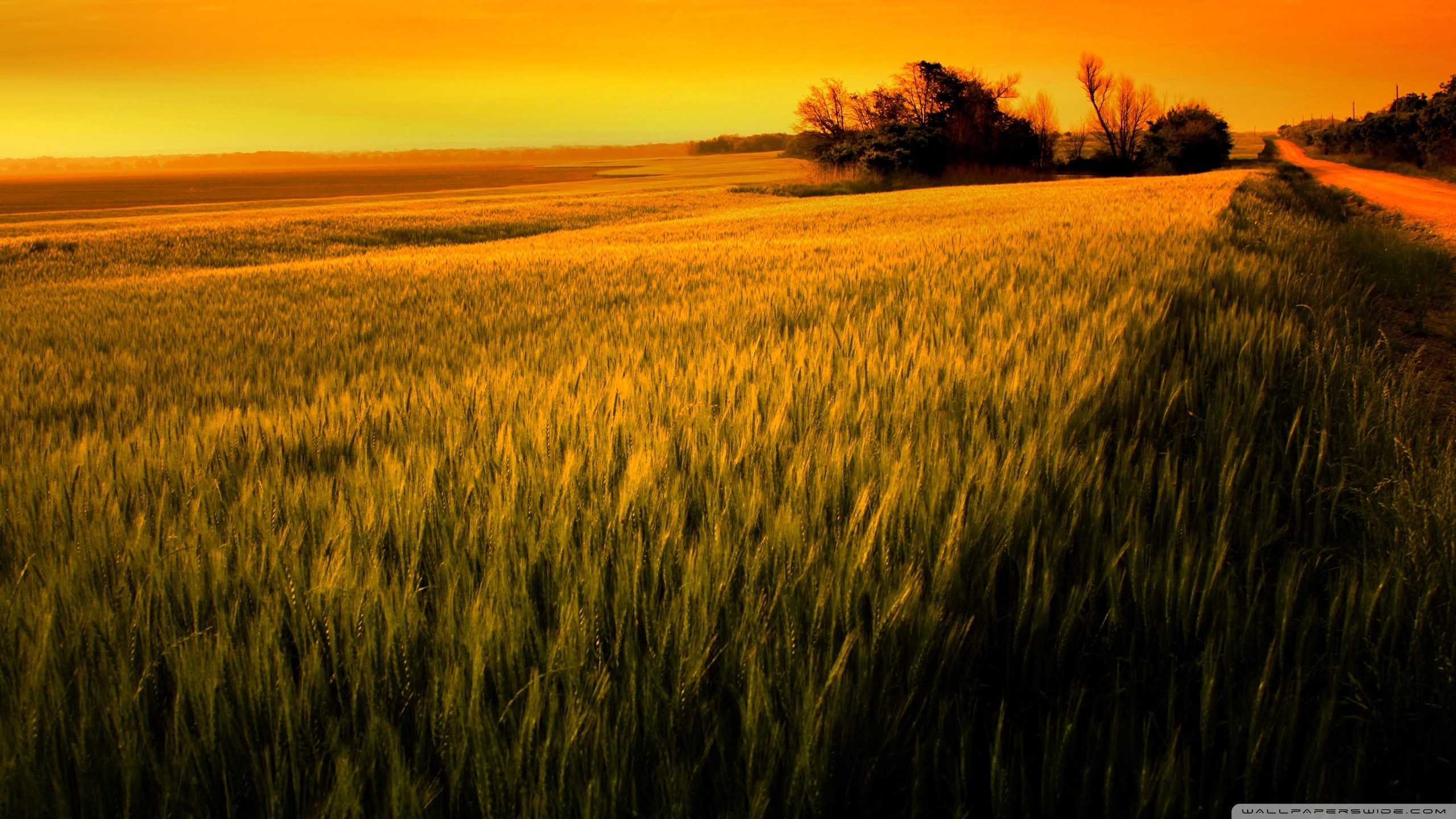 Wheat 4K Field Wallpapers