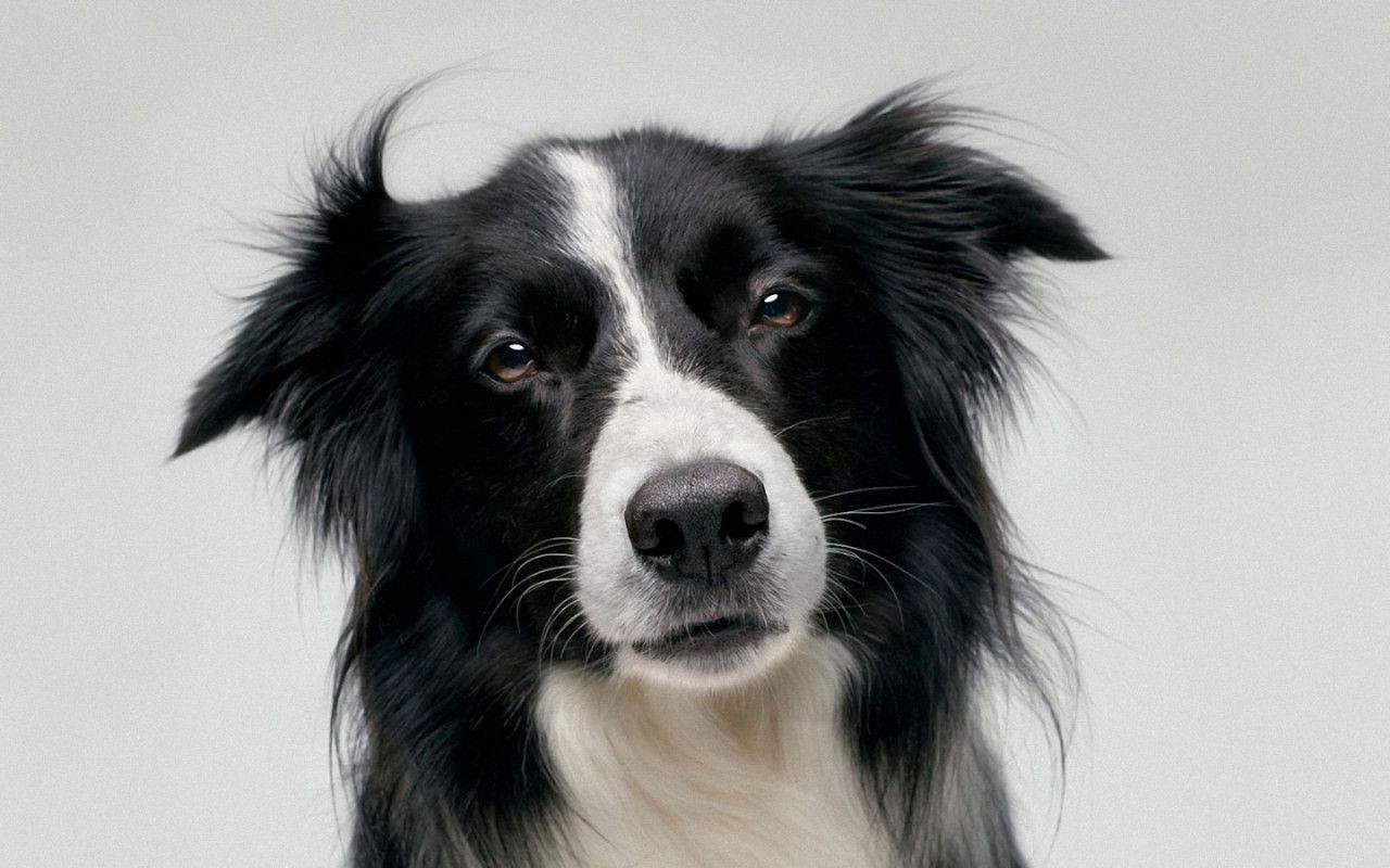 Border Collie Wallpapers