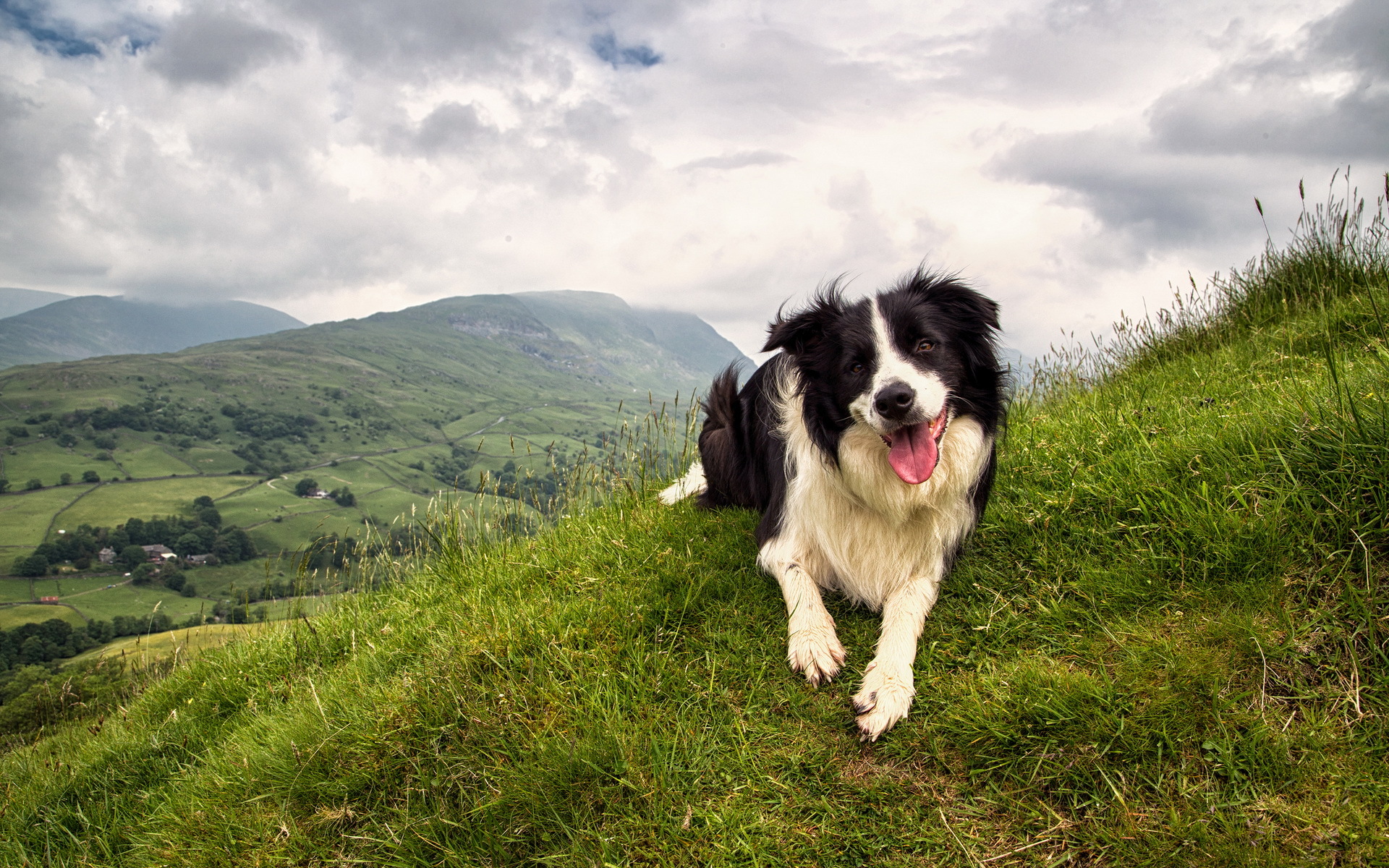 Border Collie Wallpapers