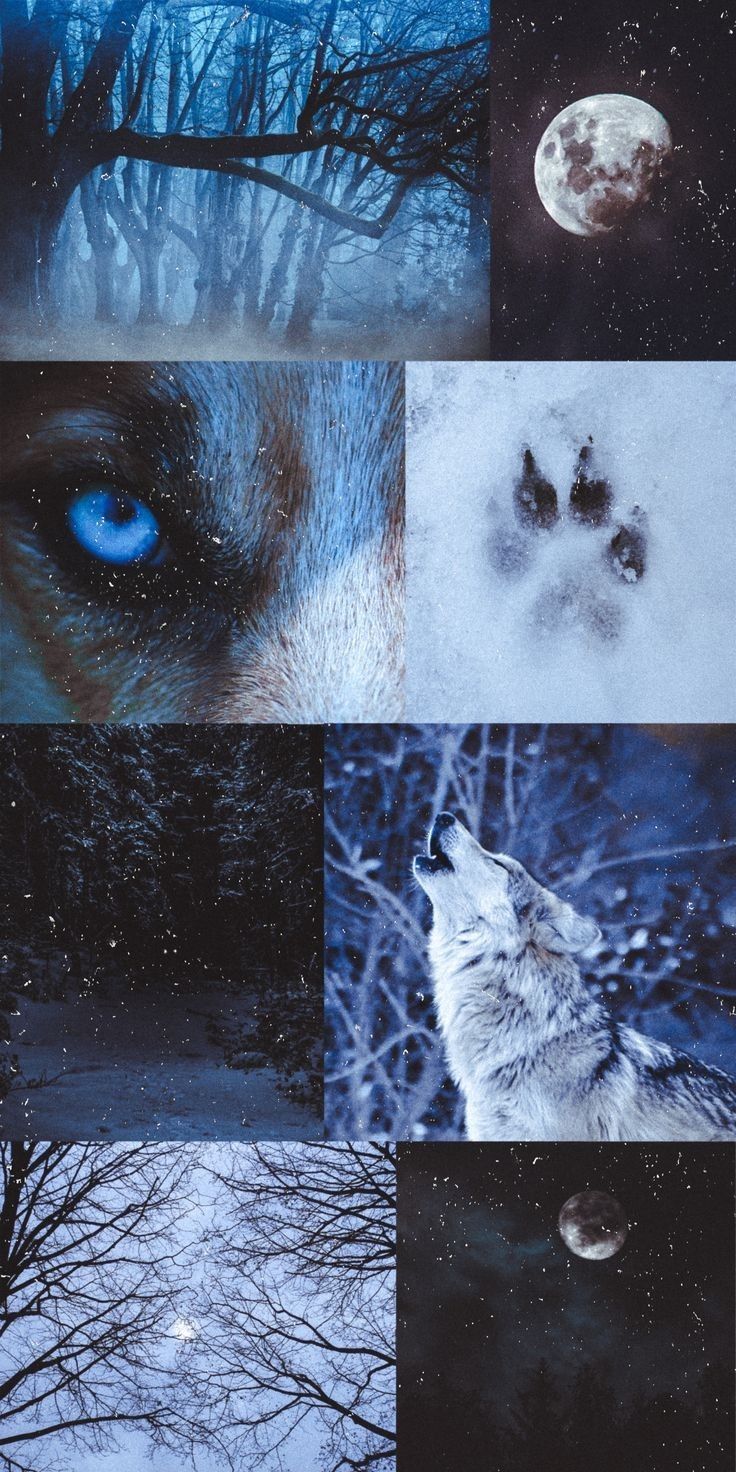 Wolf Aesthetic Wallpapers