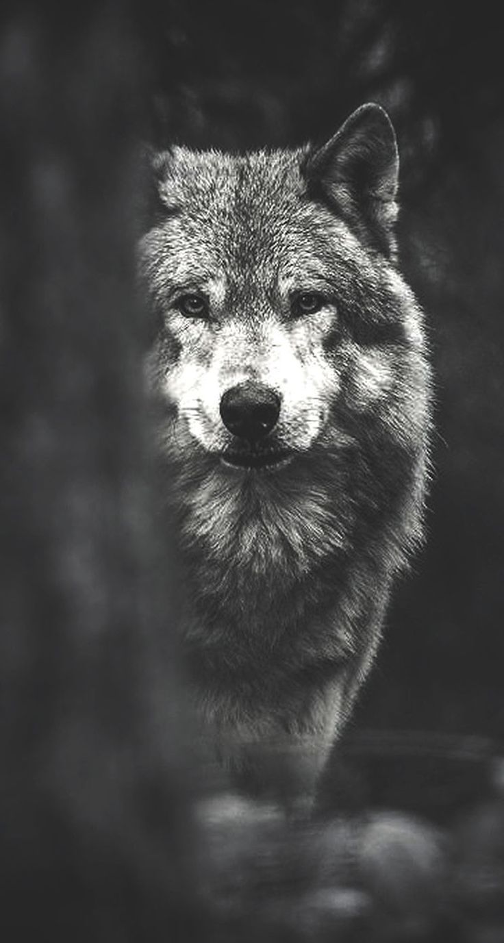 Wolf Android Wallpapers
