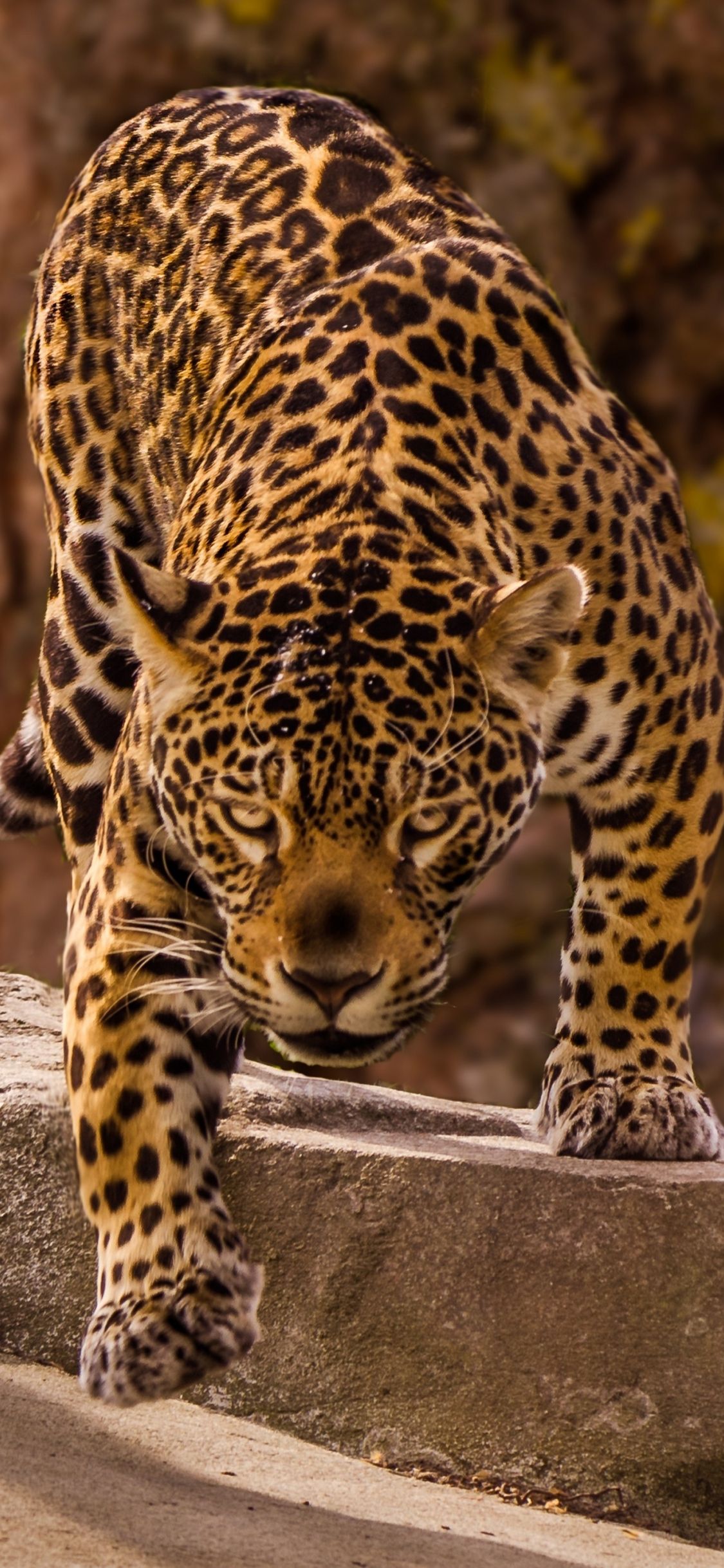 Cute Jaguar Wallpapers