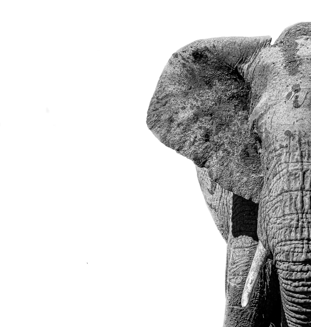 Elephant Minimalist Wallpapers
