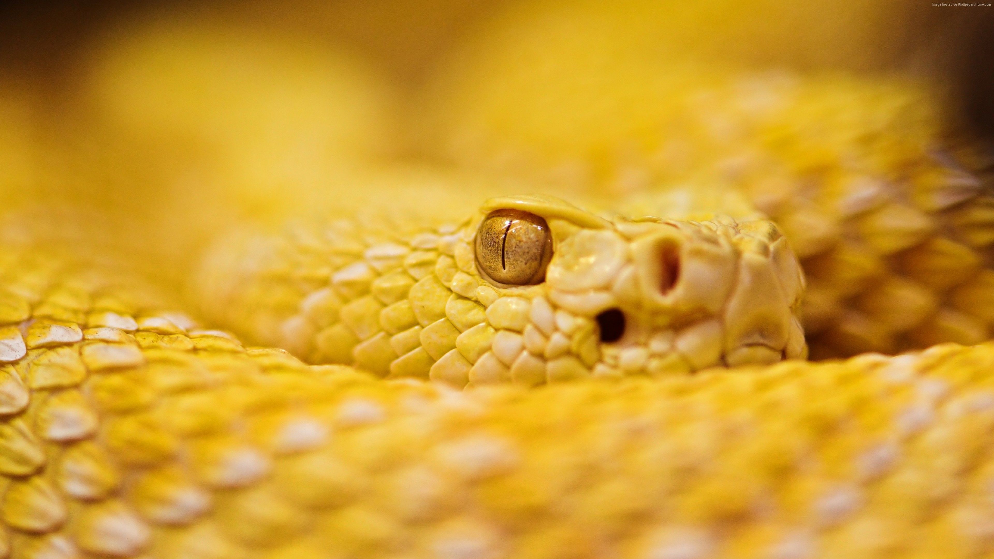 Golden Snake Wallpapers