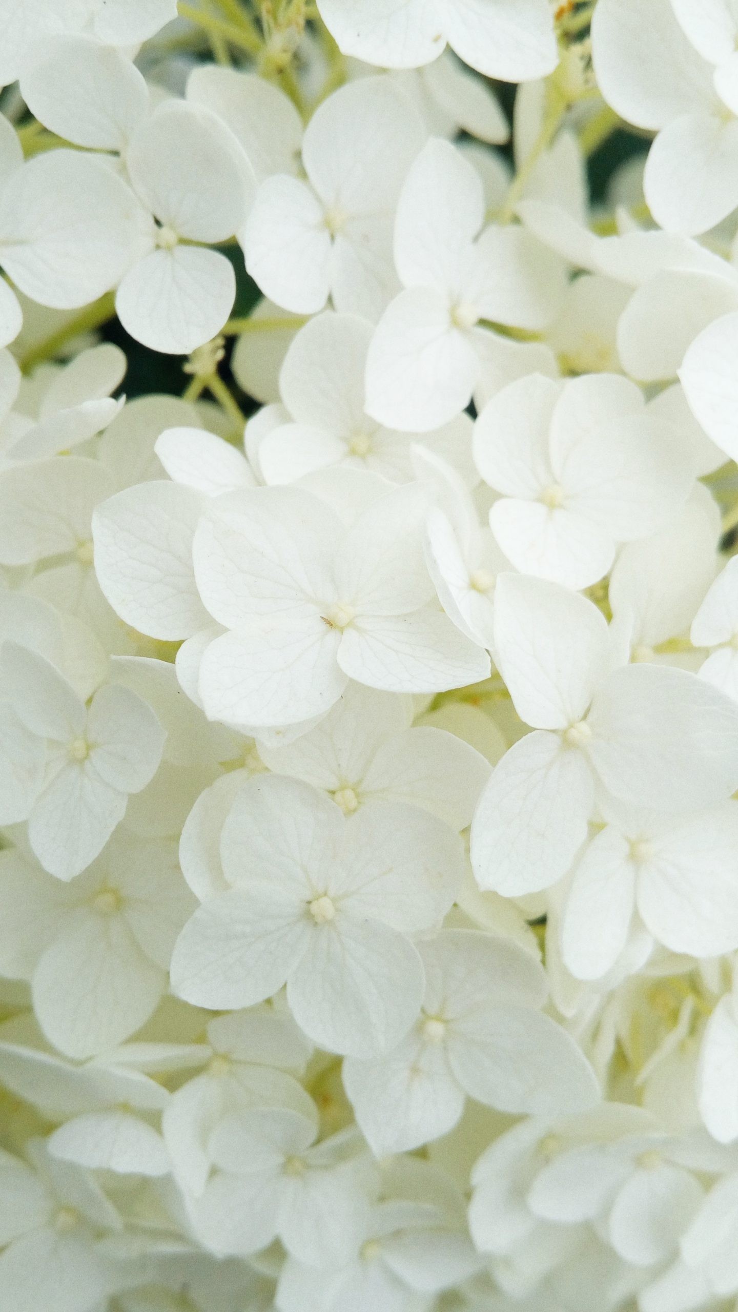 White Flower Iphone Wallpapers