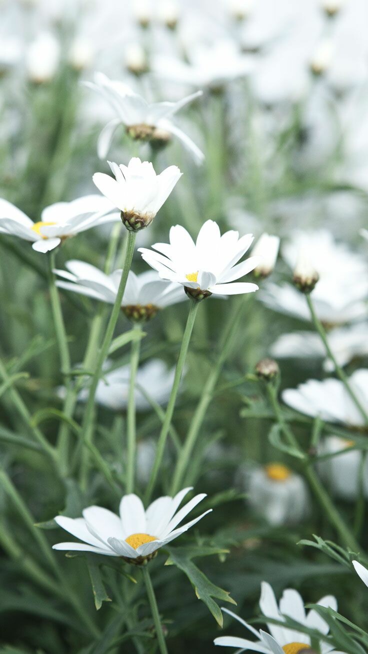 White Flower Iphone Wallpapers