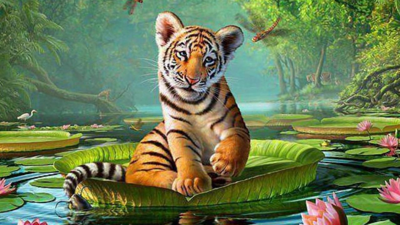 Animal Nature Wallpapers