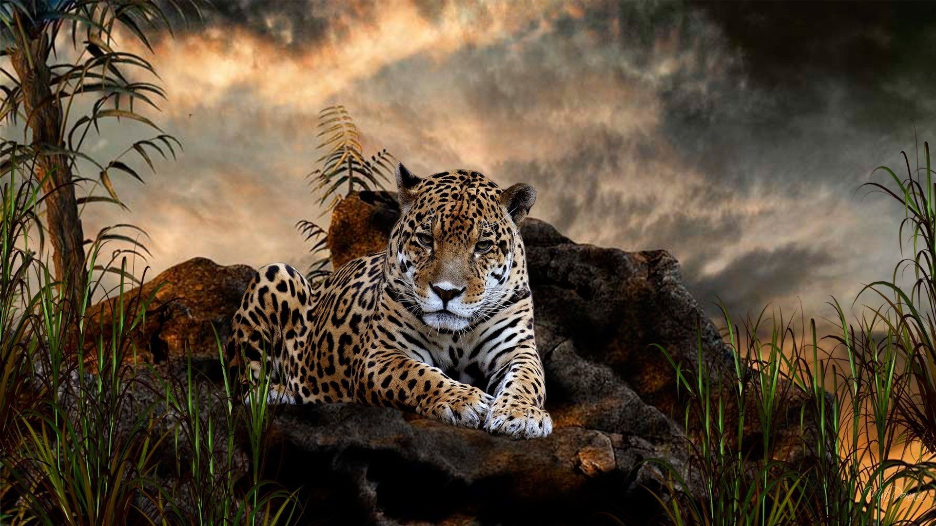 Animal Nature Wallpapers